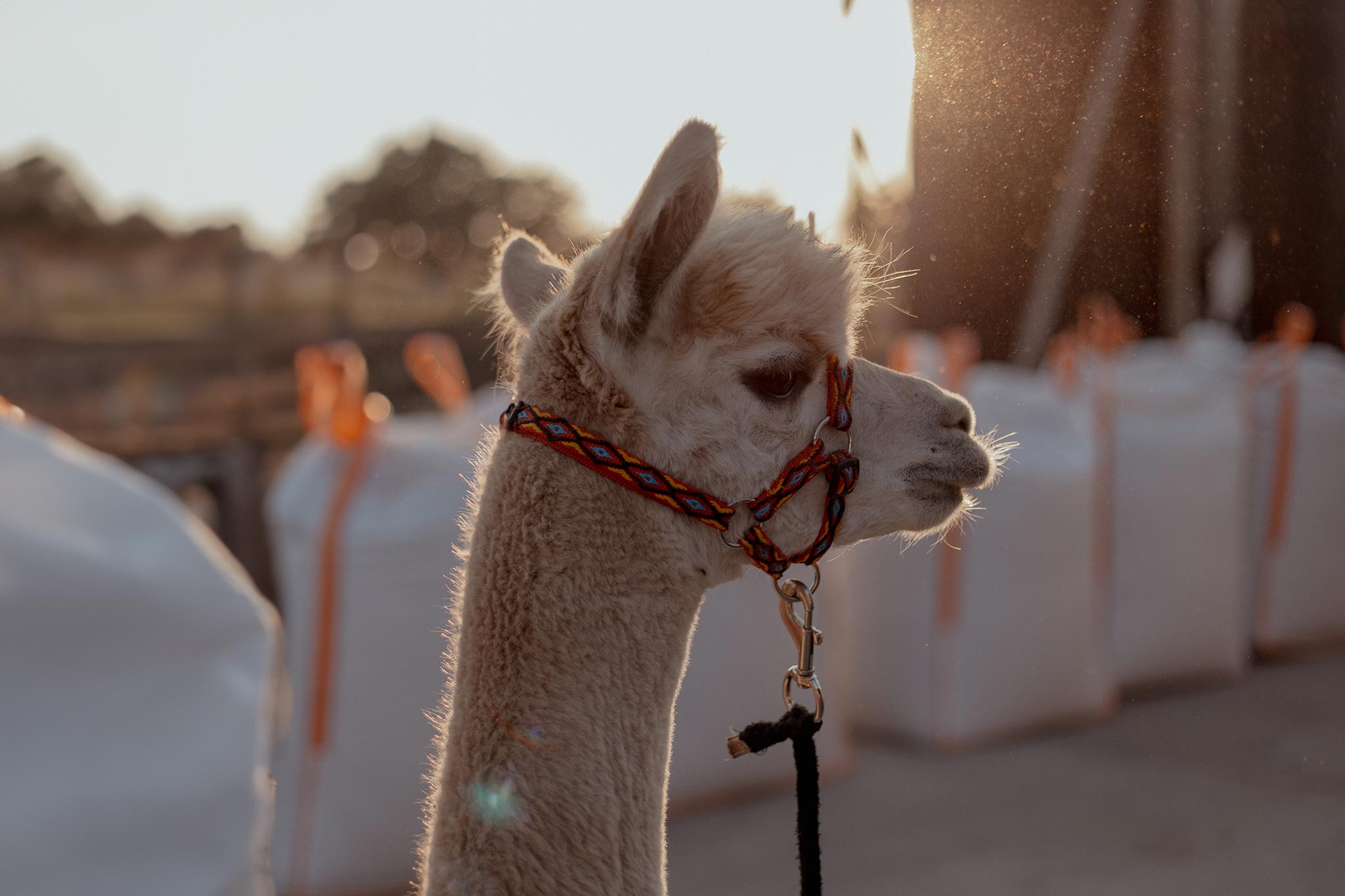 Sesja z alpakami w plenerze – wyjątkowa przygoda dla par i rodzin!