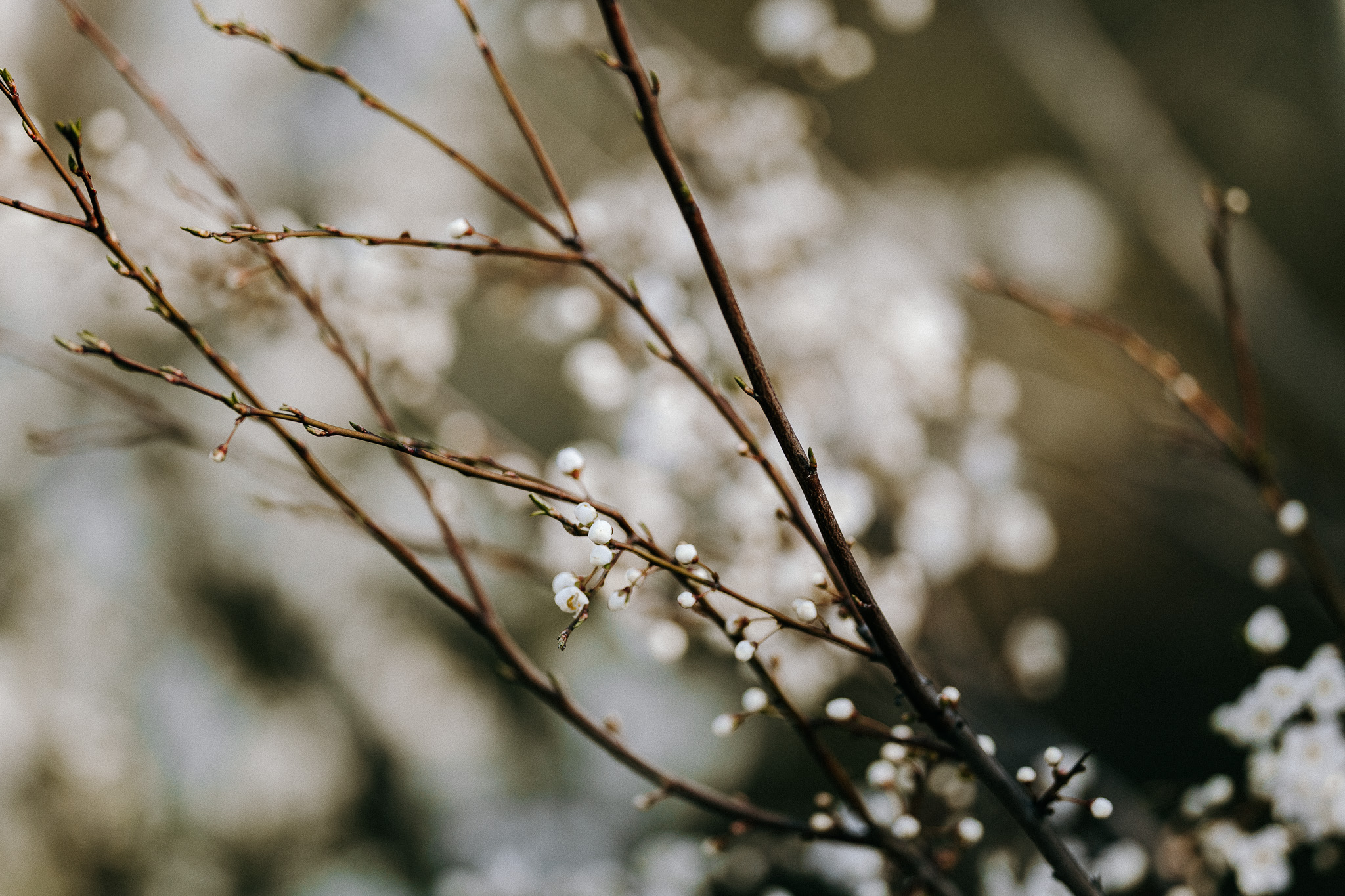 W poszukiwaniu wiosny – wiosenne kadry na spacerze po godzinach, sesja wiosenna Śląsk